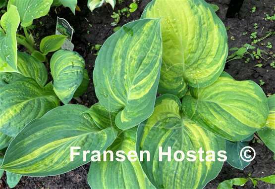 Hosta Sally and Bob